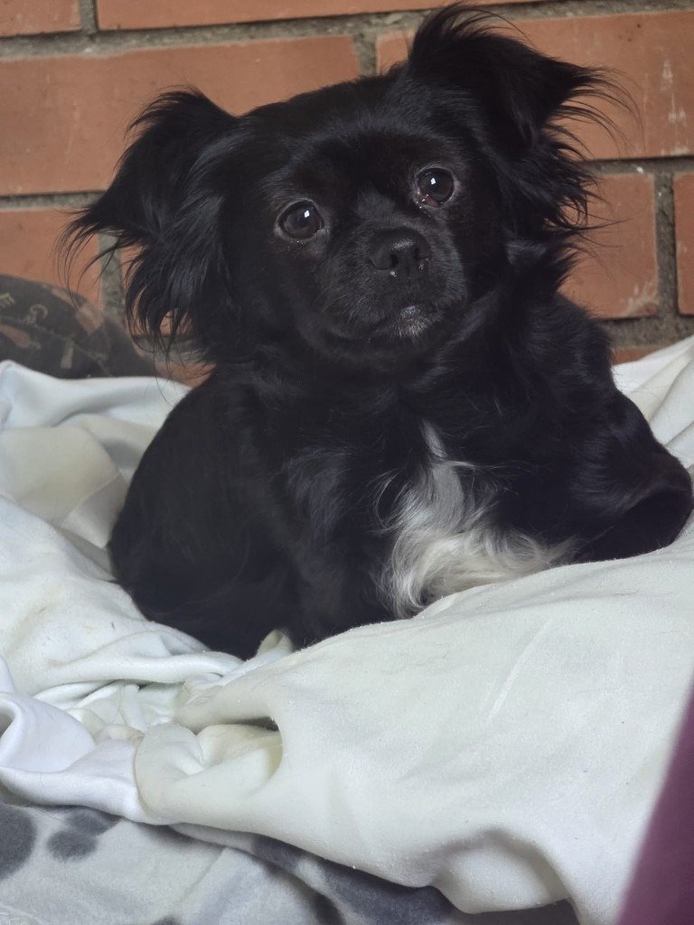 Betty, animal de Cor Animal