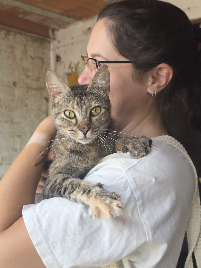 Nina, gata en adopción