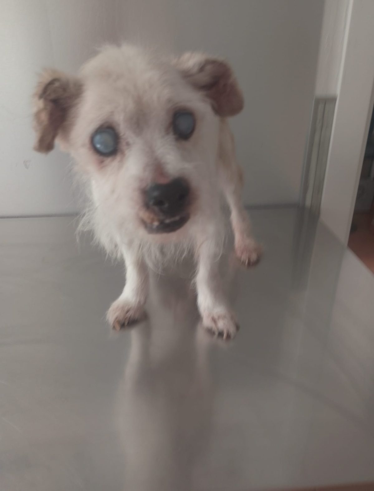 Sol Sol, animal atendido por Cor Animal