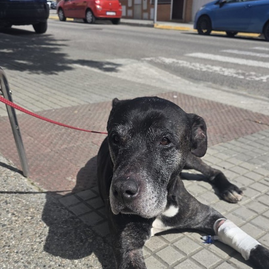 Kimbo, perro recordado por Cor Animal