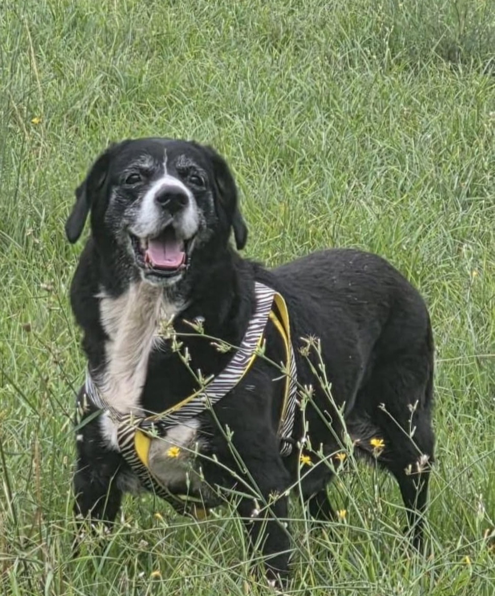 Lucky, In Memoriam — Cor Animal